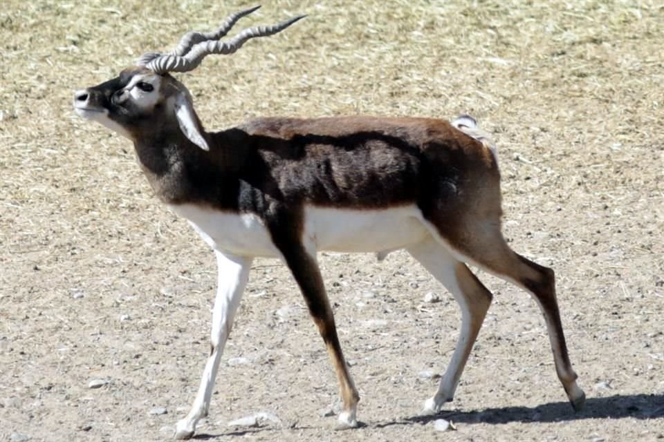 Ante el alza en la sobrepoblación y procurando el bienestar de las especies, La Pastora busca reubicar a 208 animales.