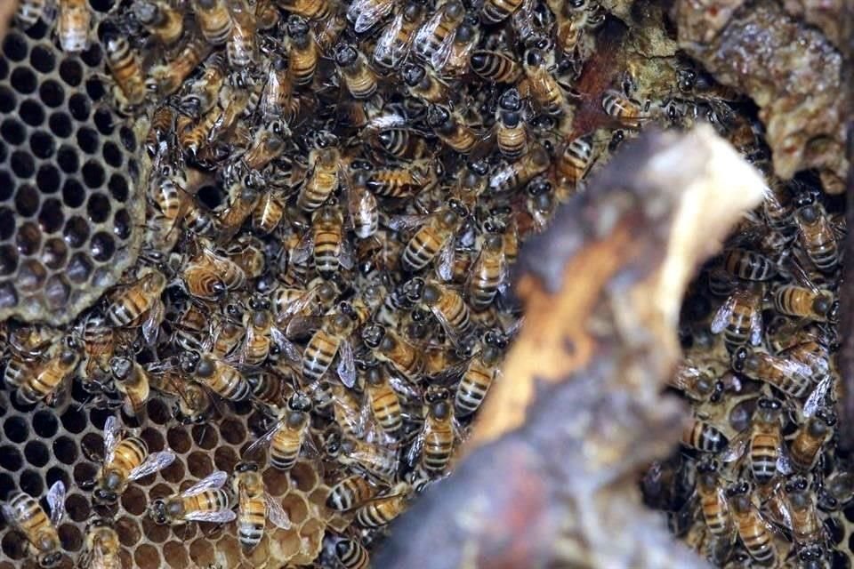 El Cuerpo de Bomberos de la Ciudad de México explicó que cuentan con un programa de manejo para las abejas, insectos polinizadores.