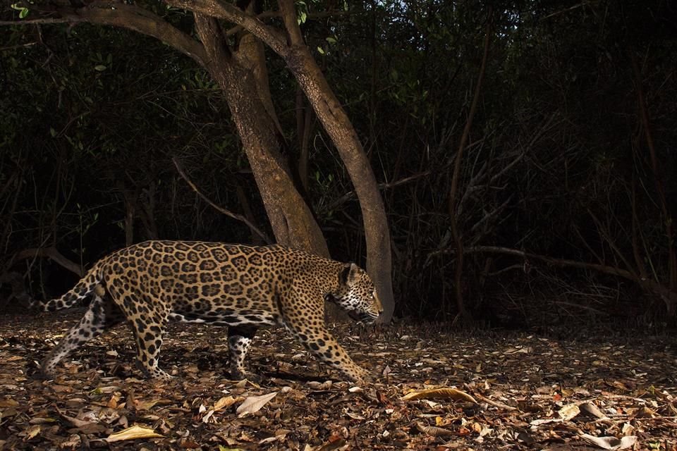 'Contamos la experiencia de la conservación del jaguar en México, su situación, cuáles son sus presas, las amenazas y las acciones para mantener poblaciones en su hábitat', explicó experto.