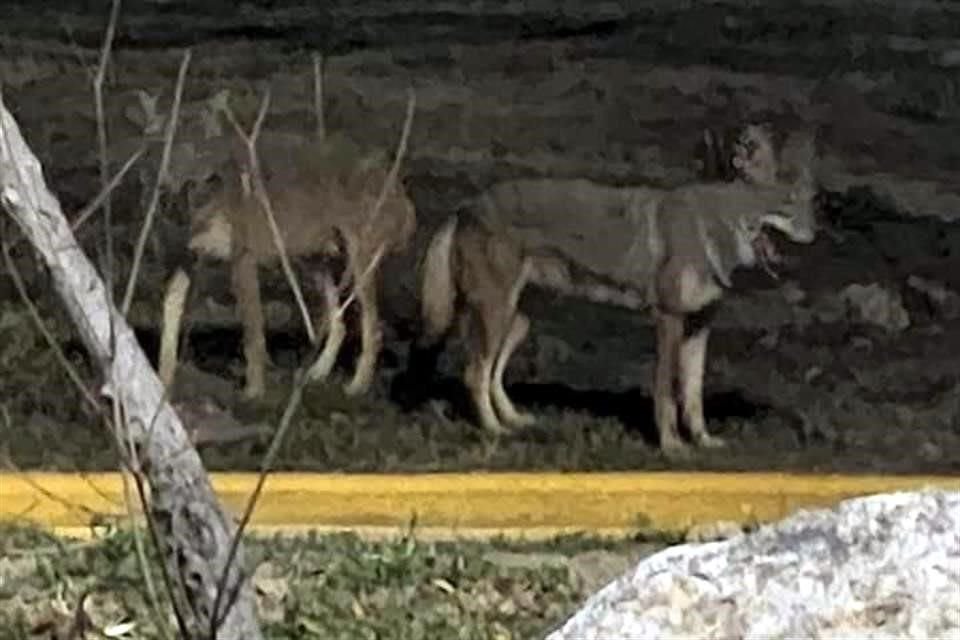 En fotografías los animales recorren el Parque Alfredo B. Nobel, en las faldas del Cerro de la Silla.