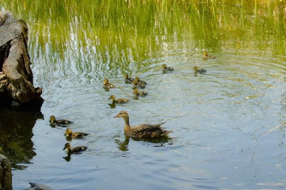 La Capital cuenta con 260 mil metros cuadrados de humedales, que se ubican en Xochimilco, Tláhuac y Milpa Alta.