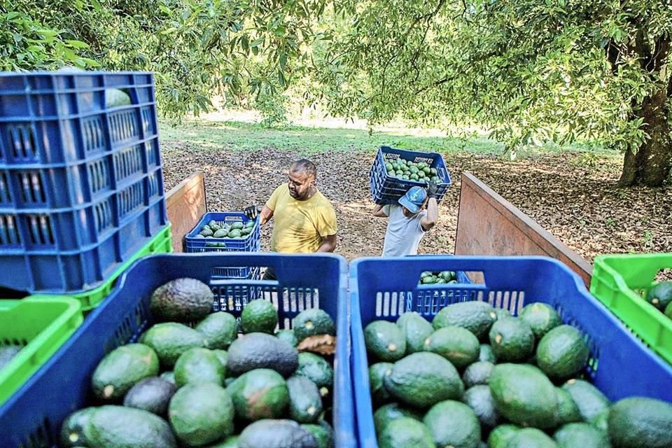 EU reactivó, bajo el marco del T-MEC, una queja contra el daño ambiental y deforestación que ocasiona la producción de aguacate mexicano.