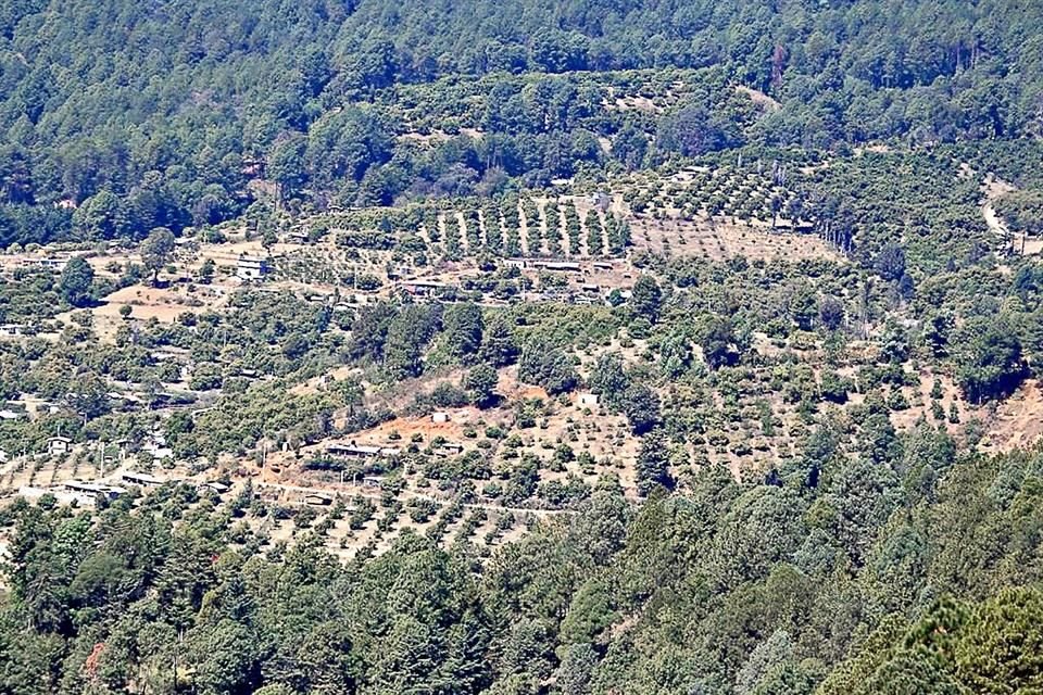 Zonas boscosas de Michoacán han sido devastadas para ampliar las plantaciones de aguacate.