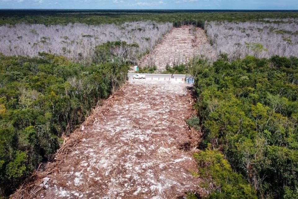 La decisión ordena parar la destrucción de la flora en unas 354 hectáreas de selva.