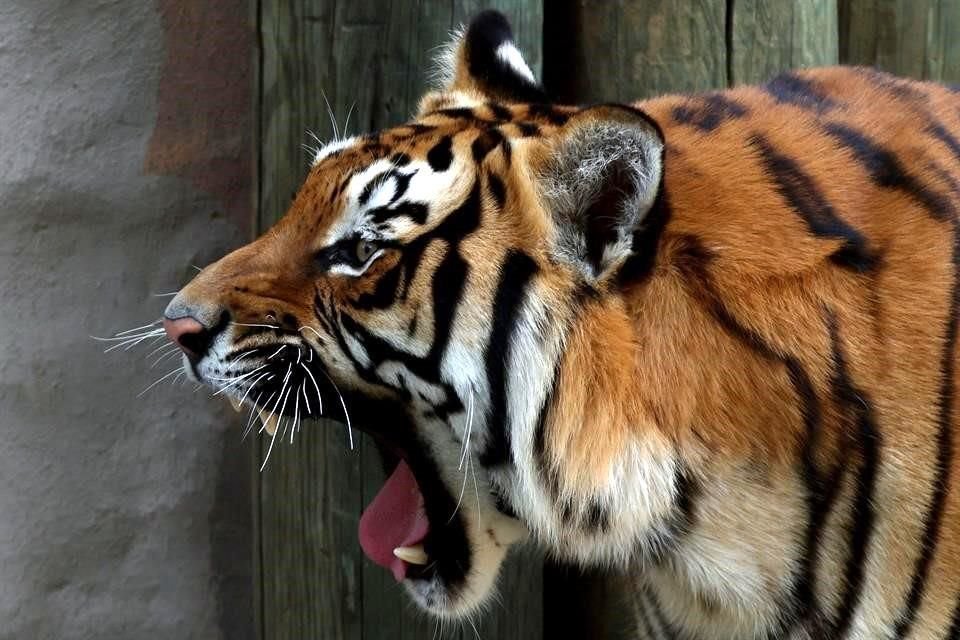 (Archivo) Un tigre fue sacrificado cuando intentó escapar del Parque Temático Hacienda Nápoles, antigua propiedad del capo Pablo Escobar.