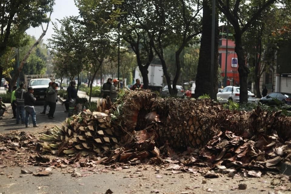 Especialistas de la Sedema retiraron cinco palmeras que tenían 100 años en el camellón de la Calle Yucatán, en la Colonia Roma.