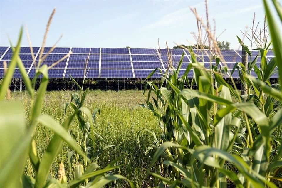 La principal asociación de productores de maíz de EU rechazó el nuevo decreto de AMLO, el cual mantiene la prohibición para la importación de maíz transgénico.