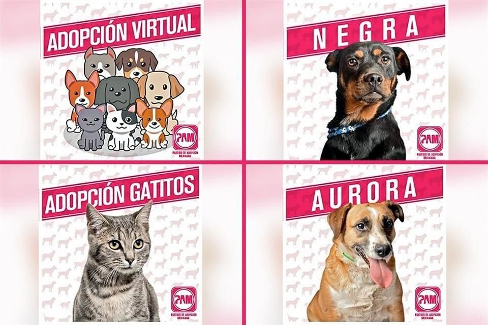 Los candidatos del Partido de Adopción Mexicana están en busca de una familia que les adopte.