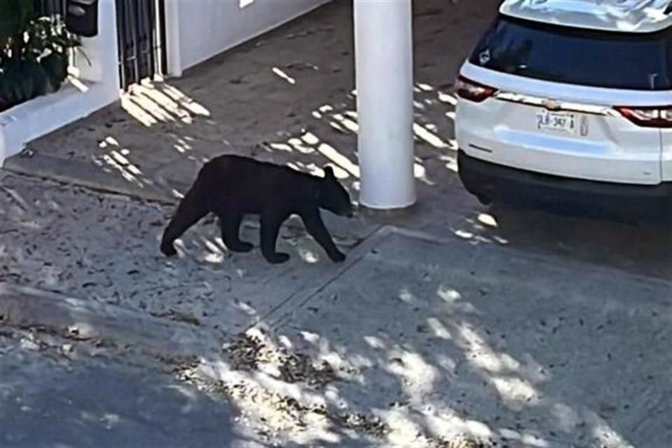 El oso fue captado merodeando en las calles Valle del Eco y Valle de las Lajas.