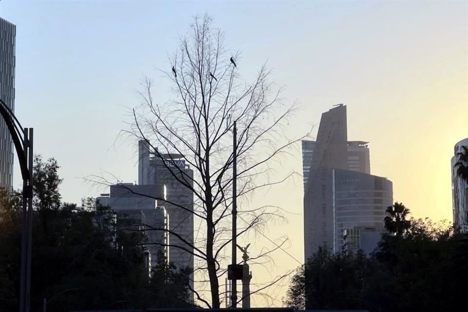 En estos días, el Gobierno capitalino presentaría un informe sobre el estado de salud del árbol, de 20 años de edad y 12 metros de altura.