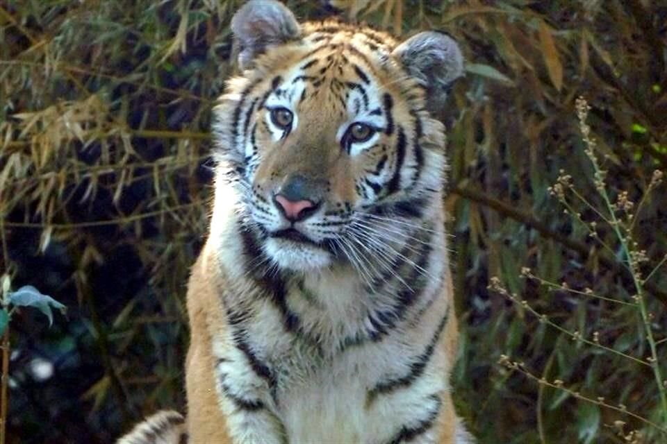Una tigresa que apenas iba a cumplir un año y había sido rescatada de maltrato, murió en el Zoológico de Chapultepec, debido a un problema respiratorio.