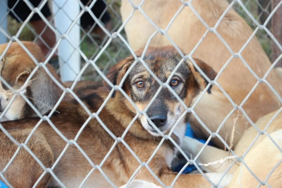 Brasil prohibió el uso de animales vertebrados para estudios para el desarrollo y control de calidad de productos cosméticos.