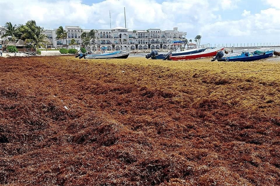 A semanas del inicio de vacaciones de Semana Santa, ya es visible el sargazo en Cozumel, Playa del Carmen, Akumal y Mahahual, Quintana Roo.