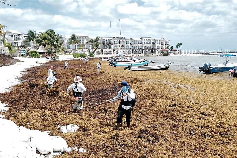 A semanas del inicio de vacaciones de Semana Santa, ya es visible el sargazo en Cozumel, Playa del Carmen, Akumal y Mahahual, Quintana Roo.
