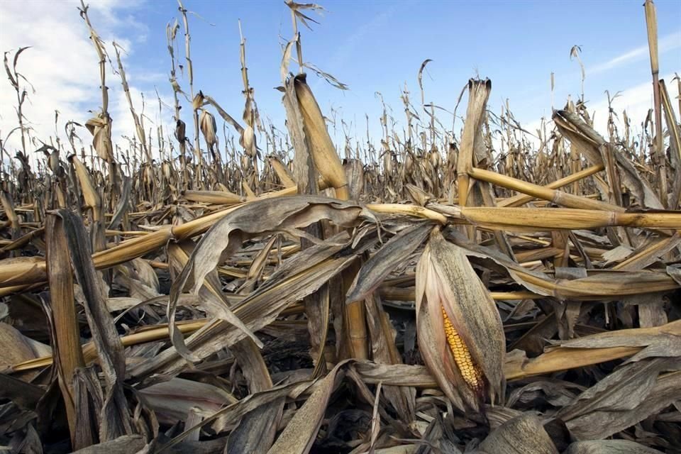 Canadá se habría sumado a la disputa con México por la restricción del País a las importaciones agrícolas genéticamente modificadas, señaló Bloomberg.