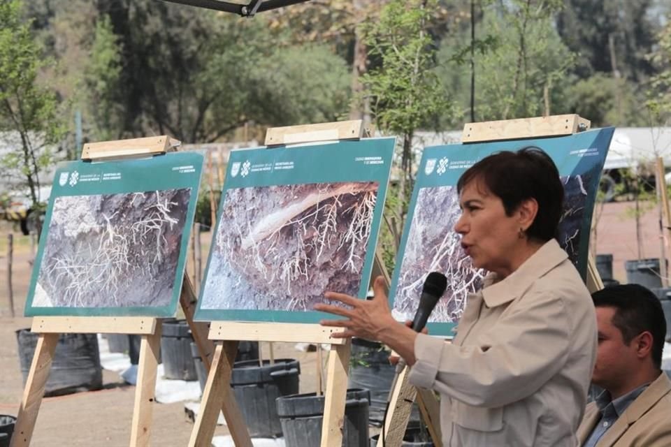 Marina Robles aseguró que los colectivos han planteado que el ahuehuete será bien recibido.  