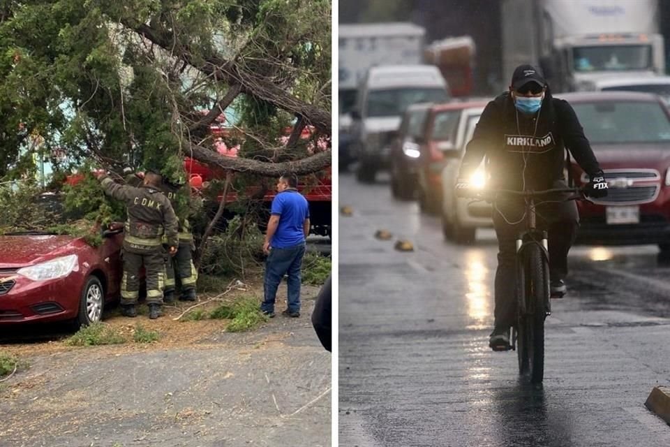 Al caer el árbol derribó cableado de fibra óptica y causó daños menores a un vehículo, en Azcapotzalco. No hubo lesionados.