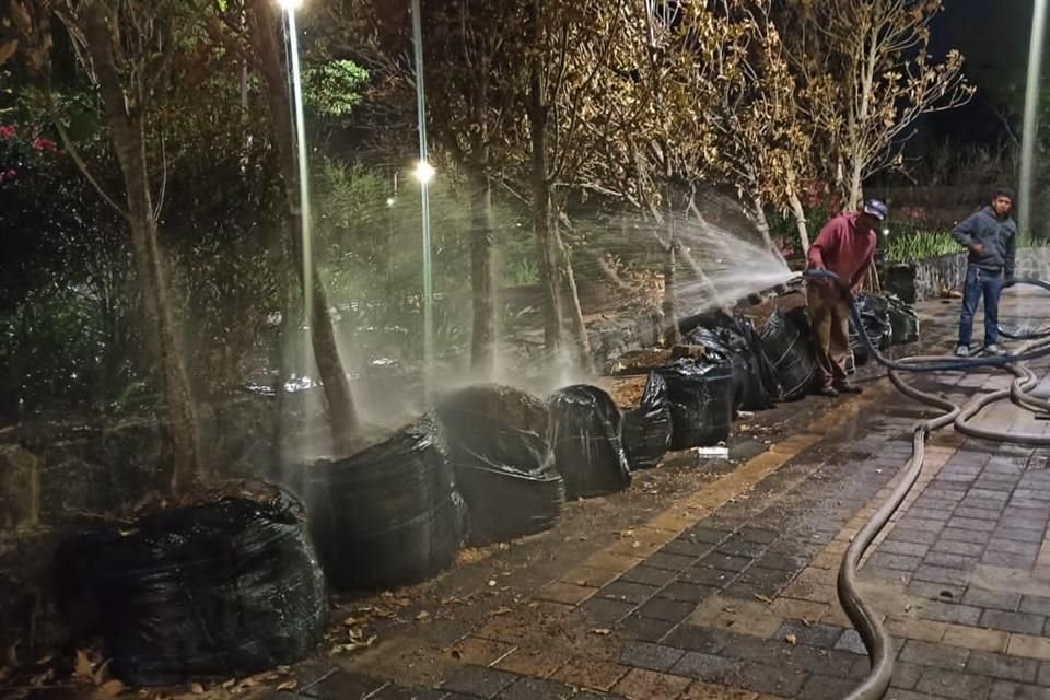 'Los 15 árboles de magnolias fueron atendidos diariamente con tareas de riego nocturnos y serán sembrados en macetones', indicó este viernes la Sobse.