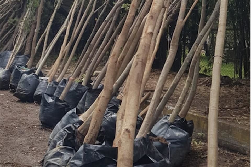 Los ejemplares fueron guardados con las bolsas que fueron trasladados.