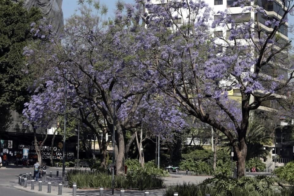 Las primeras jacarandas de la Ciudad fueron colocadas hace 100 años y ha habido un proceso para que estas fueran reconocidas como parte de la Ciudad, indicó Martínez.