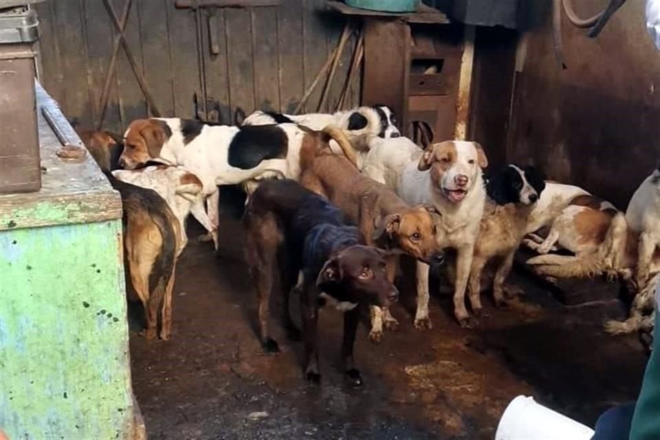 La difusión ha permitido que se combata el maltrato animal.