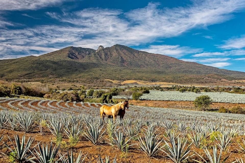 México está lleno de paisajes por atrapar y rincones por descubrir, que vale la pena evadir al 'overtourism' y experimentar algo diferente.