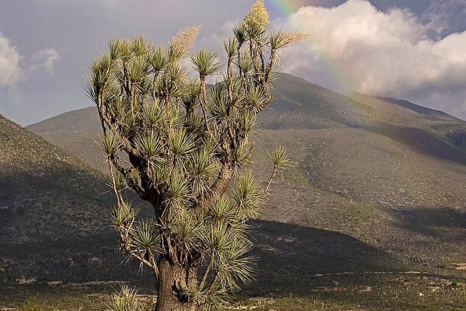 Reserva de la Biosfera Tehuacán-Cuicatlán.