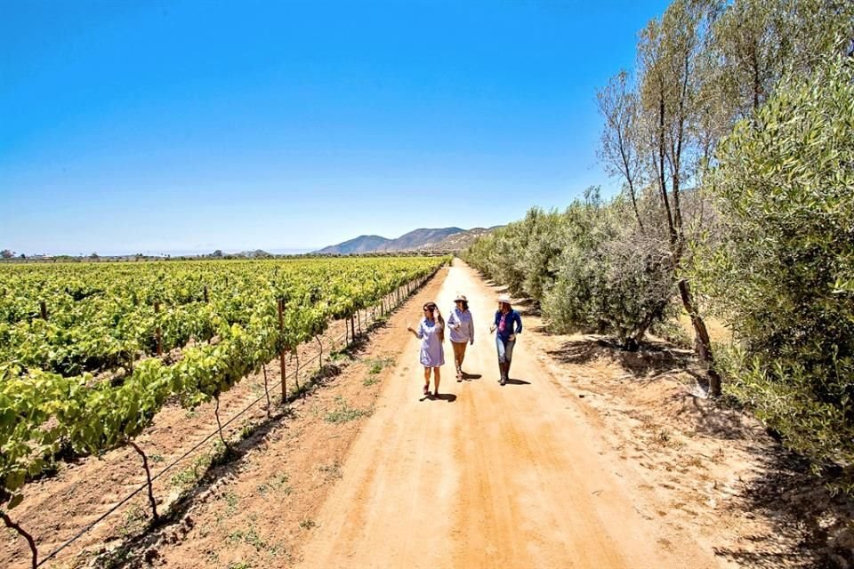 Valle de Guadalupe.