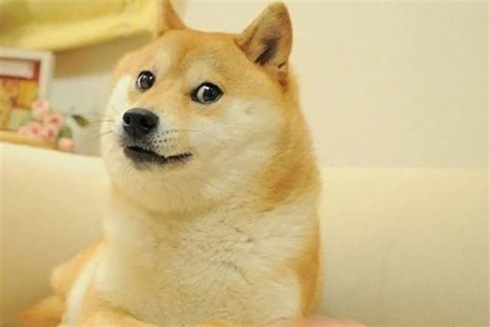 Doge se popularizó en internet desde 2013.