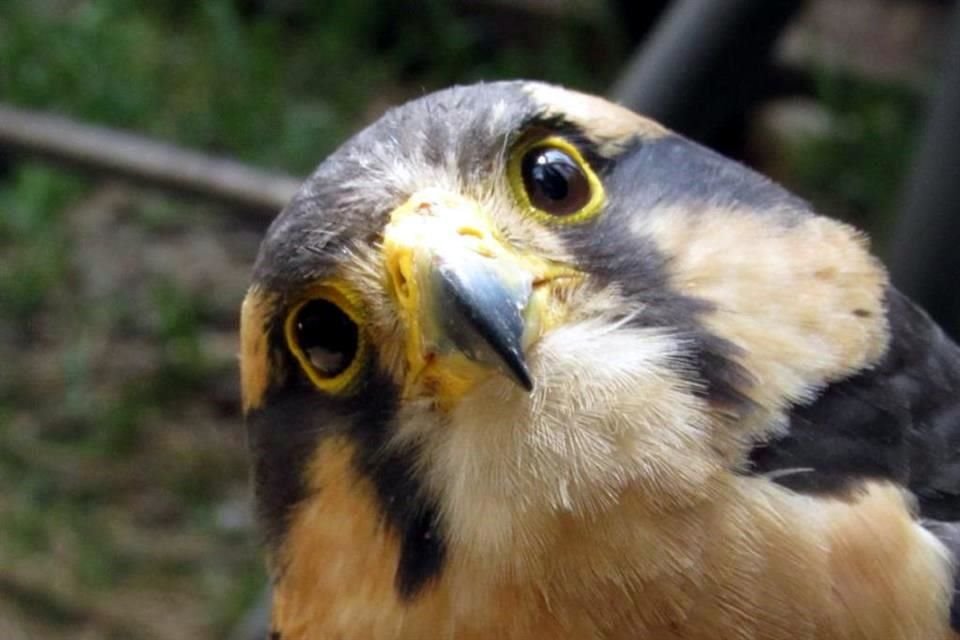 Además alberga aves de otras regiones del mundo, como Brasil, Japón y China.