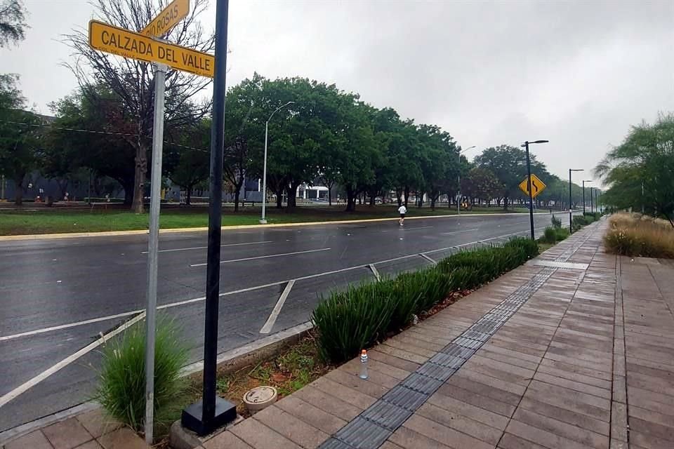 San Pedro Parques determinó la muerte de 81 árboles sicomoros que fueron plantados en la Calzada del Valle.