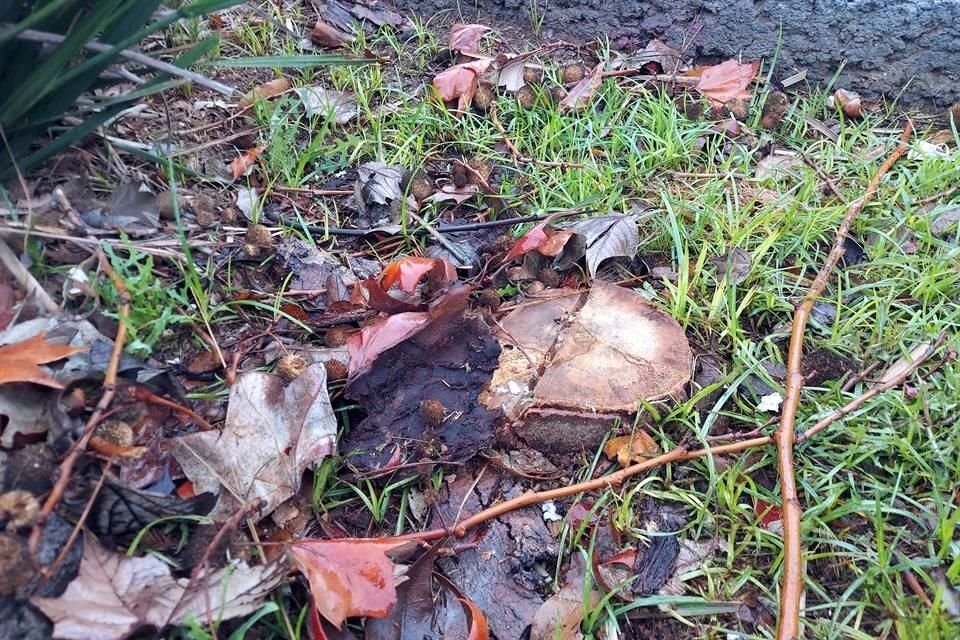 Algunos de los árboles que murieron en la Colonia Del Valle ya fueron retirados por las autoridades municipales.