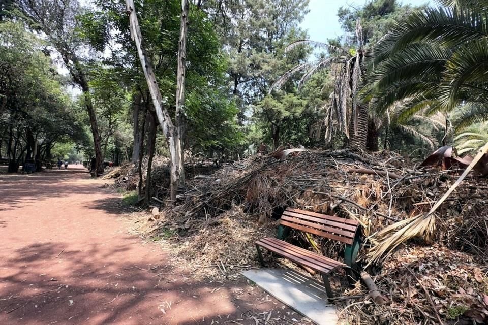 En algunos tramos del parque fueron dejadas las palmas secas.