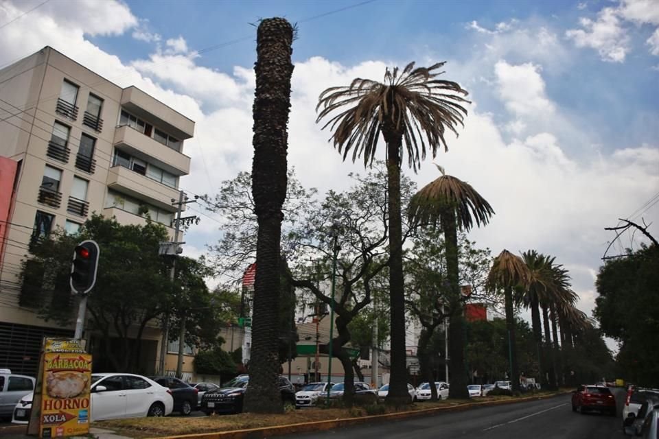 De las 80 palmeras que se encuentran todavía en el camellón de Vértiz, 38 muestran hojas secas.