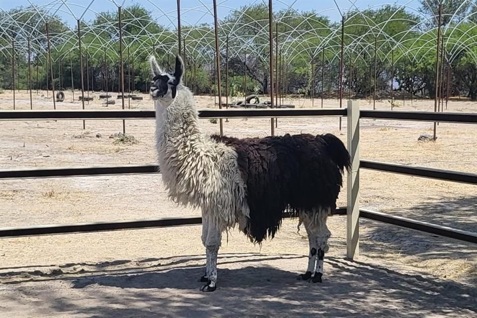 Una llama también fue decomisada.