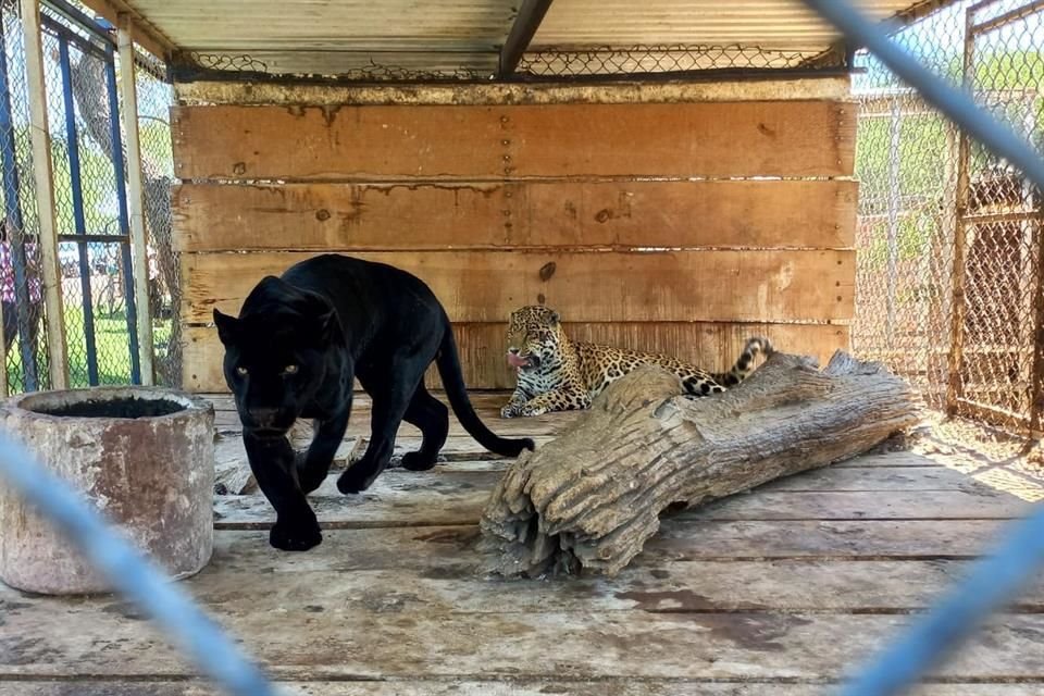 Al menos había tres tigres cachorros.