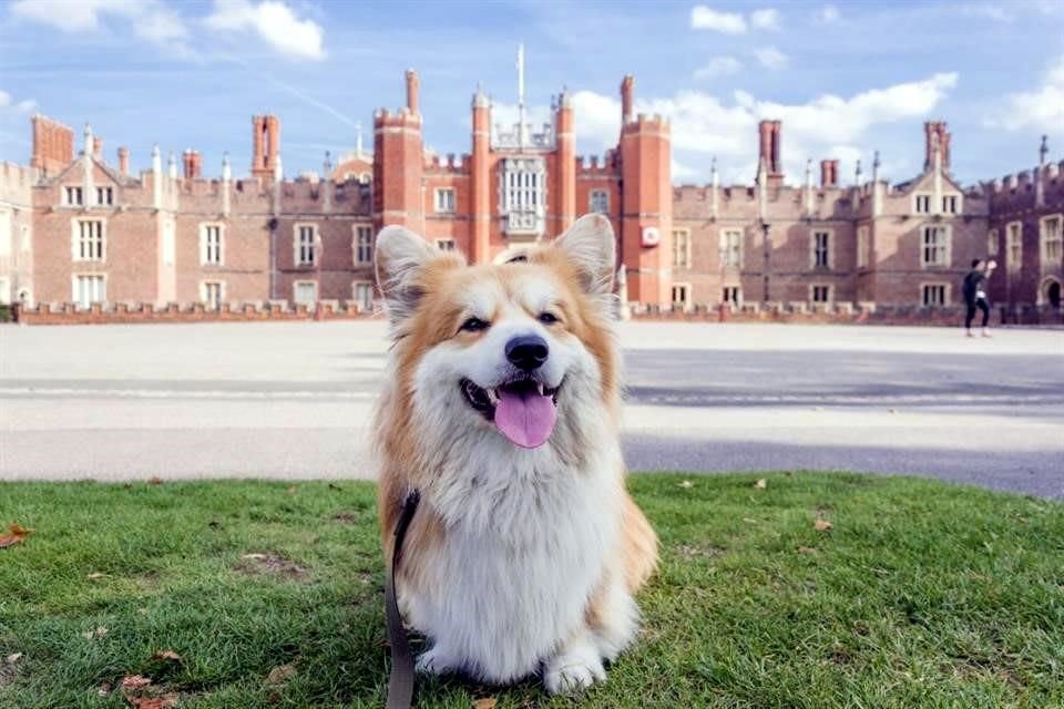 Un corgi sentado en el césped en las afueras de Hampton Court, Londres, Inglaterra.