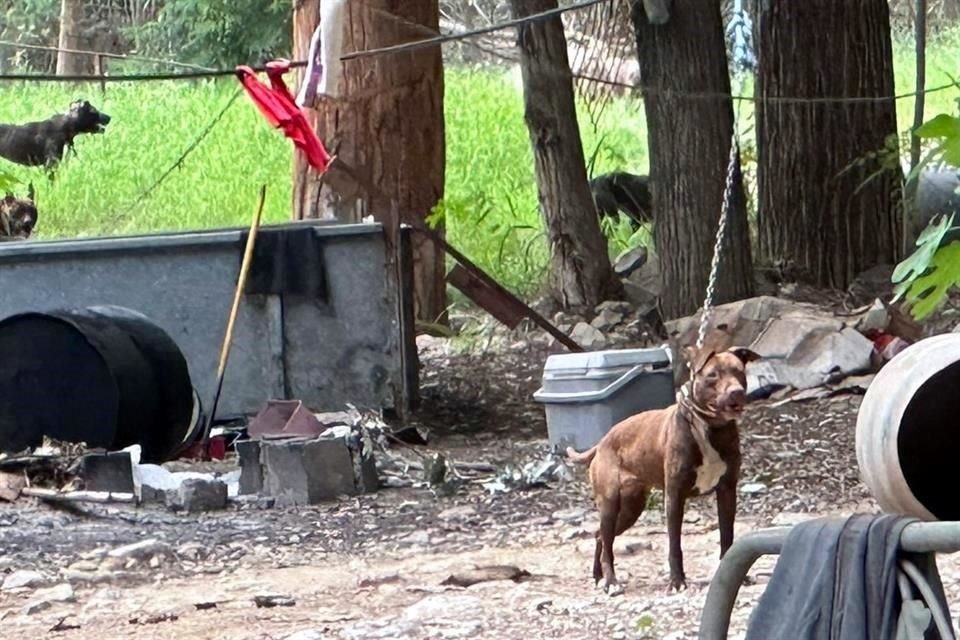 Las autoridades clausuraron las instalaciones y trasladaron a los 70 caninos.