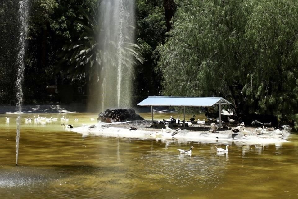 En el lago residen 80 patos, que requieren un manejo especial en el caso de una remodelación.