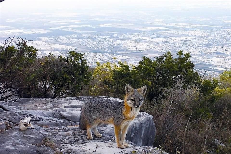 En el libro 'El Guardián de Escobedo', el Municipio destaca la flora y fauna del cerro.