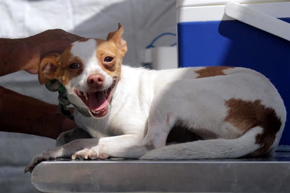 Los animales sólo podrían ser ofrecidos en venta si provienen de centros autorizados, albergues, asociaciones o de rescatistas.