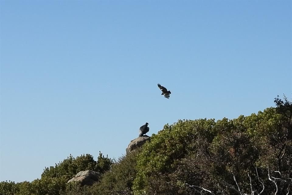 'Fueron reintroducidos a su hábitat natural y ya vuelan en el Parque Nacional Sierra de San Pedro Mártir, en Baja California', indicó.