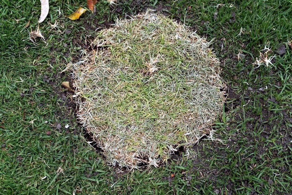 En el lugar del árbol, colocaron un tapete de pasto.