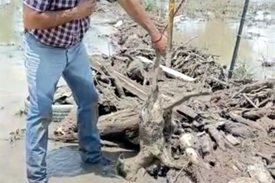 Lluvias torrenciales desbordan presas y causan la muerte de 90 cabezas de ganado caprino en la Comunidad Barretosa, en Los Herreras.