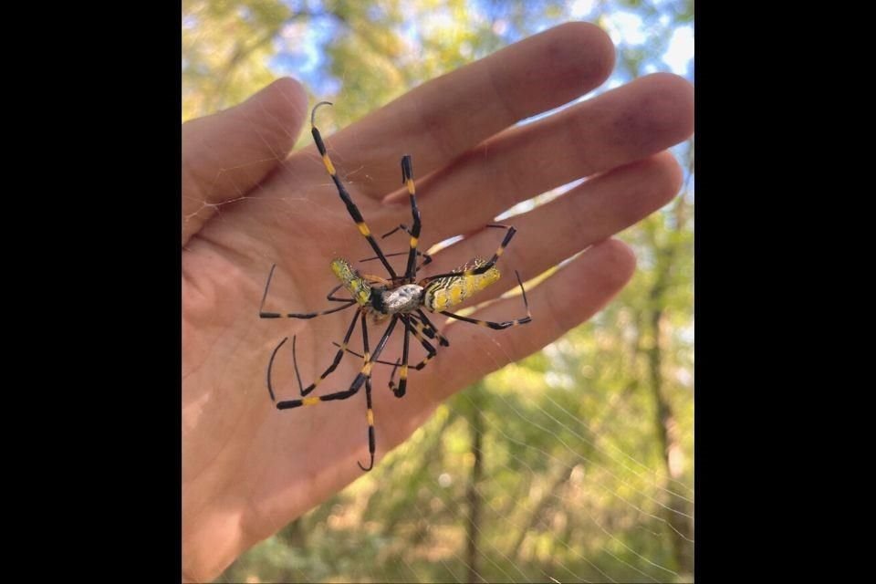 Las arañas Joro, conocidas por ser del tamaño de una mano, son 'gigantes gentiles' debido a su timidez, según científicos.