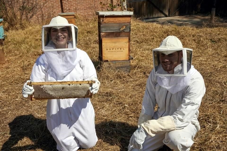 México es el séptimo productor de miel a nivel mundial; sin embargo, la población de abejas cada vez es menor.