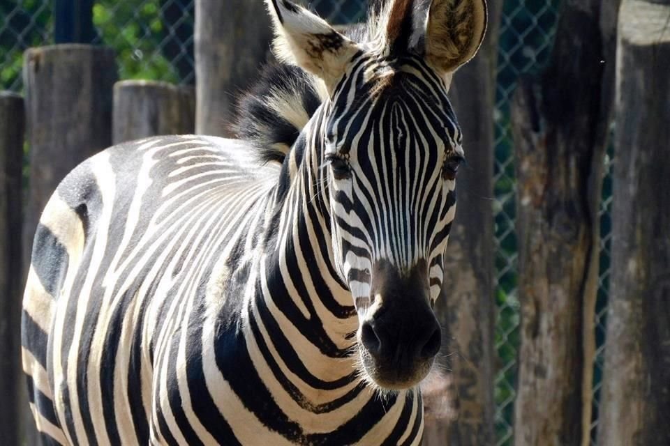 La Secretaría de Medio Ambiente informó que la cebra Karo murió en el Zoológico de Chapultepec, luego de presentar un problema médico.