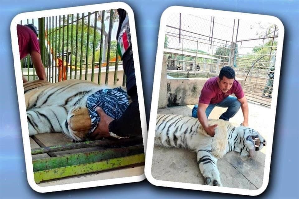 Los ejemplares fueron sedados y llevados a un zoológico en Hidalgo, según reportes.