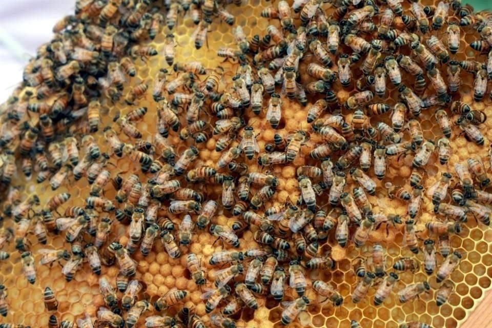 Las abejas nativas se encuentran en riesgo de extinción, por lo que especialistas llamaron a preservarlas.