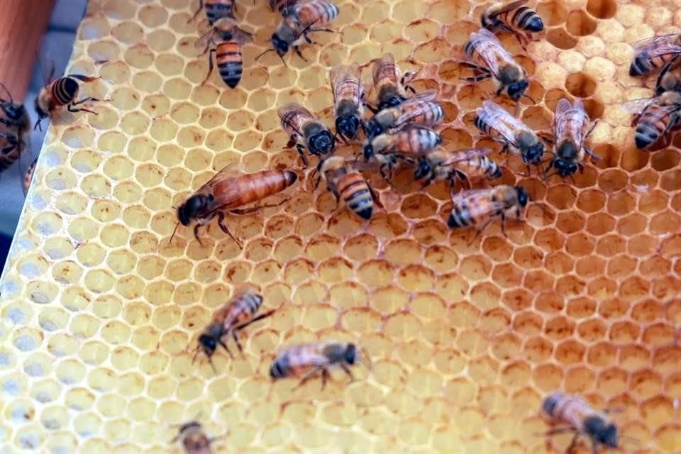 En la región citrícola se crían abejas europeas para la producción de miel de la flor de azahar.